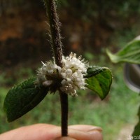 Hedyotis ceylanica N.Wikstr. & Neupane